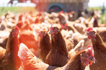 Hartwich Zoigl Mitterteich