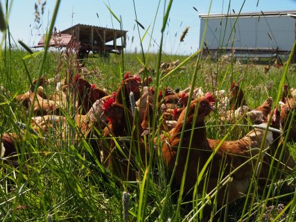 Hartwich Zoigl Mitterteich Hühnermobil